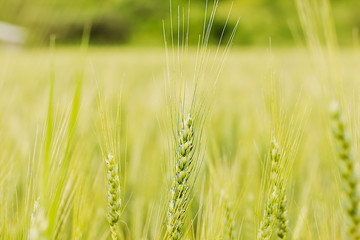 Fototapeta premium Closeup of green wheat ear on the field in summertime