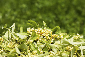 Closeup of linden leaf and flowers