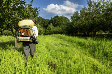 Senior  farmer spraying the orchard