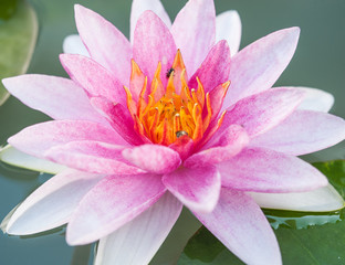 Beautiful Pink Lotus, water plant in a pond