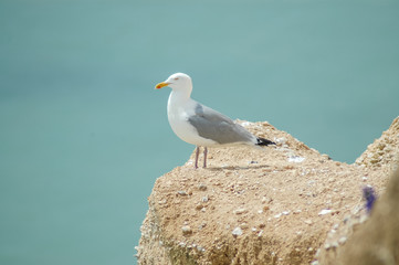 coast