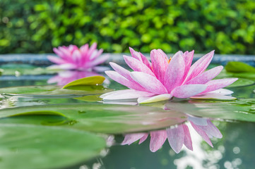 Obraz na płótnie Canvas Beautiful Pink Lotus, water plant with reflection in a pond