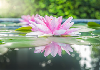 Obraz premium Beautiful Pink Lotus, water plant with reflection in a pond