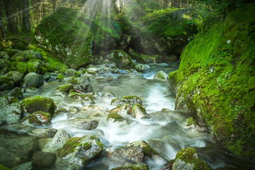 rapid in the forest