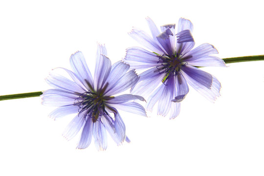 Wegwarte (Cichorium intybus)