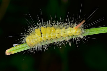 Haired yellow caterpillar 5