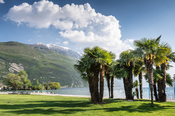 Palm Trees at Lake Garda