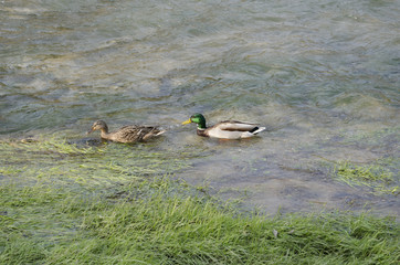 Wild Ducks
