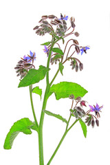 Borretsch (Borago officinalis)