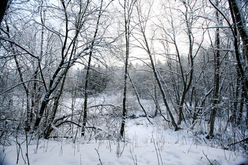 Winter in the forest