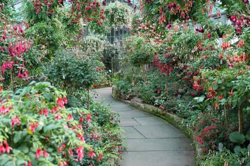 fuchsien