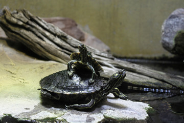 Wasserschildkröten