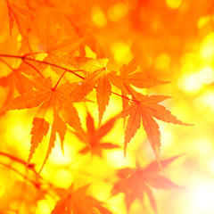 Fototapeta na wymiar Fantasy autumn tree leaves