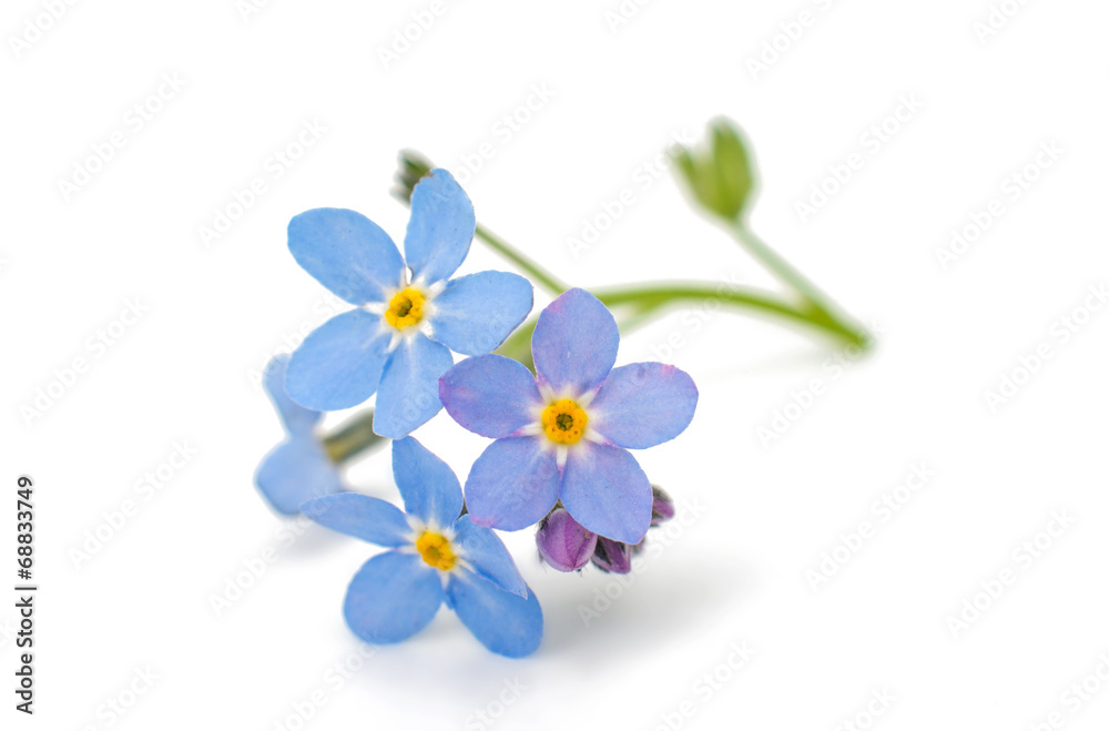 Sticker forget-me-flower