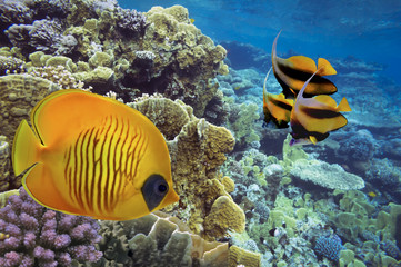 Naklejka na ściany i meble Masked Butterfly Fish and coral reef