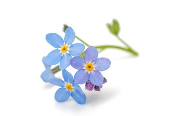 forget-me-flower