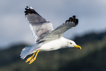 Seagull bird flying © AlexanderNikiforov