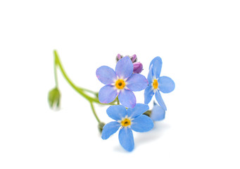 forget-me-flower