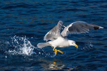 Seagull bird landing at sea
