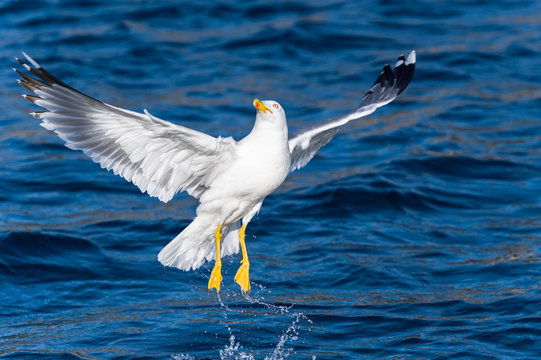 Seagull bird take-off