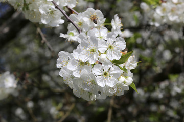 Cerisier en fleur
