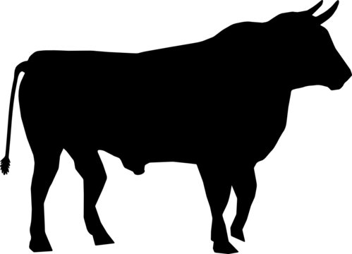 Stier - Profilansicht