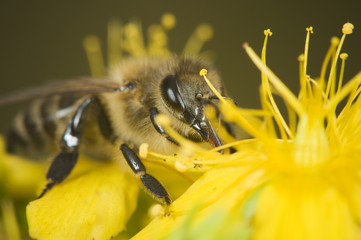 outstretched proboscis of bee