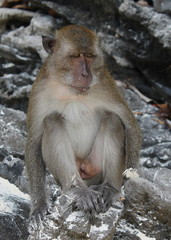 Scimmia Thailandese