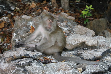 Monkey thinking..