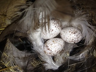 Œufs d'hirondelle © chlamo