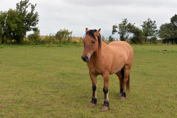 Fototapeta premium poney