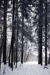 trails in the winter woods