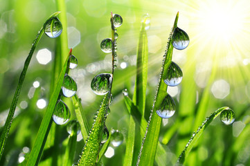 Panele Szklane Podświetlane  Świeża trawa z kroplami rosy z bliska