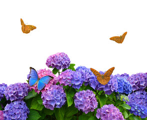 hydrangea with butterflies on white background