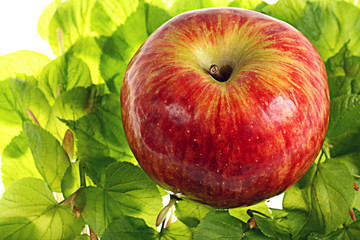 red apple on green leaves