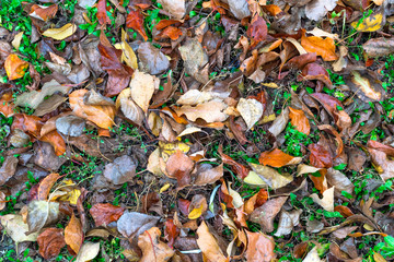 Background from dry leaves and grass