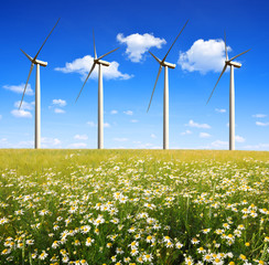 field of daisies with wind turbines
