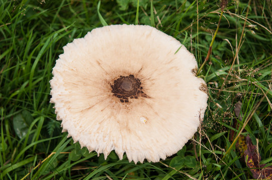fungo