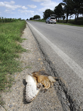 road kill
