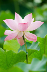 Fototapeta premium Lotus flower