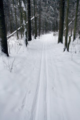 trails in the winter woods