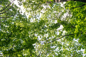 spring landscape of trees
