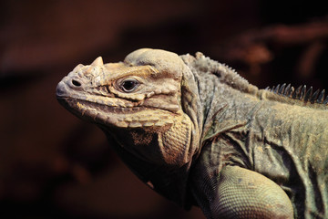 Cyclura Cornuta
