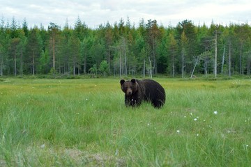 Brown bear with forest background