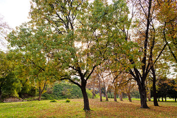 trees with fallen leaves