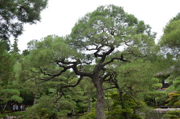 tree in the park