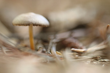 small mushroom toadstool