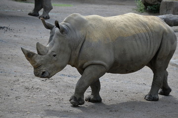Fototapeta premium Le rhinocéros