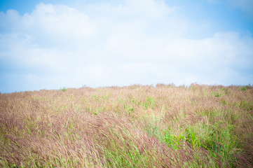 Summer landscape with flower meadow