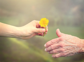 Senior woman sharing a flower with young woman